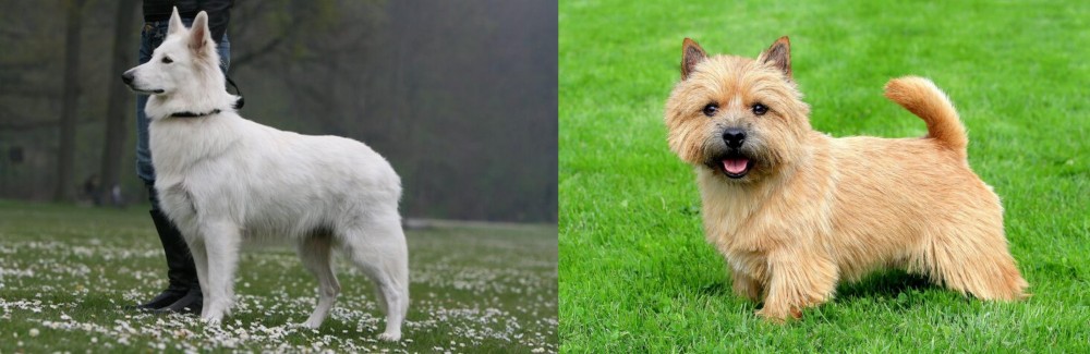 Norwich Terrier vs Berger Blanc Suisse - Breed Comparison