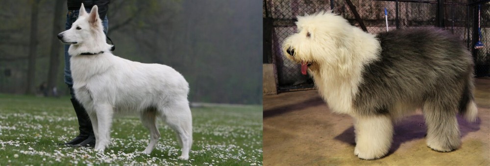 Old English Sheepdog vs Berger Blanc Suisse - Breed Comparison