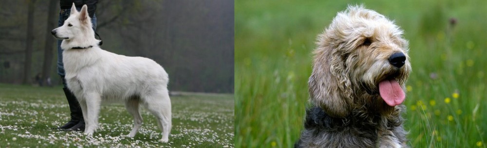 Otterhound vs Berger Blanc Suisse - Breed Comparison