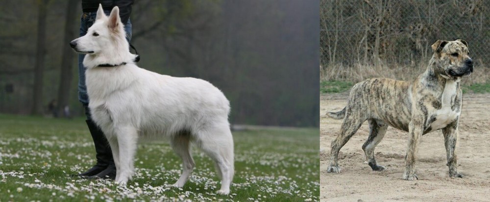 Perro de Presa Mallorquin vs Berger Blanc Suisse - Breed Comparison