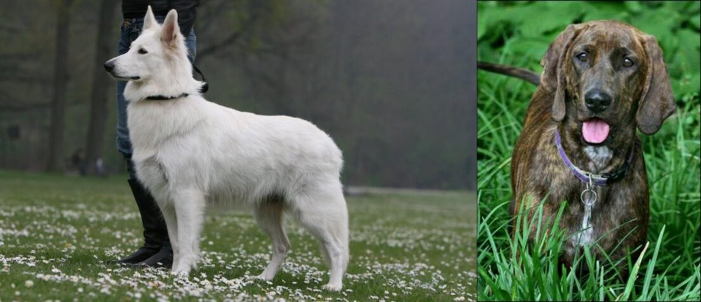 Plott Hound vs Berger Blanc Suisse - Breed Comparison