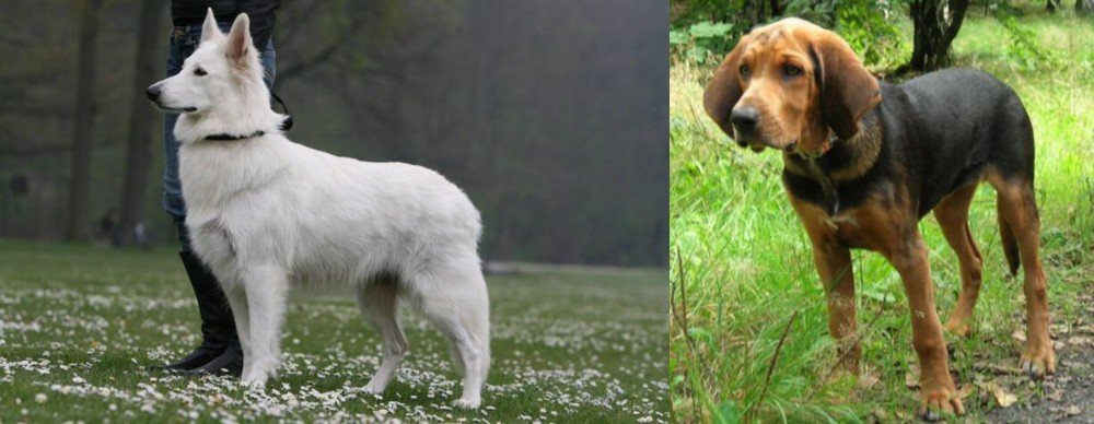 Polish Hound vs Berger Blanc Suisse - Breed Comparison