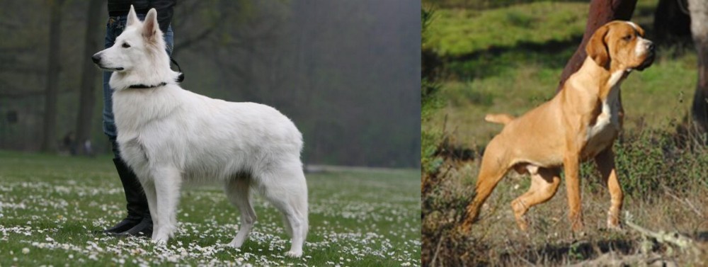 Portuguese Pointer vs Berger Blanc Suisse - Breed Comparison