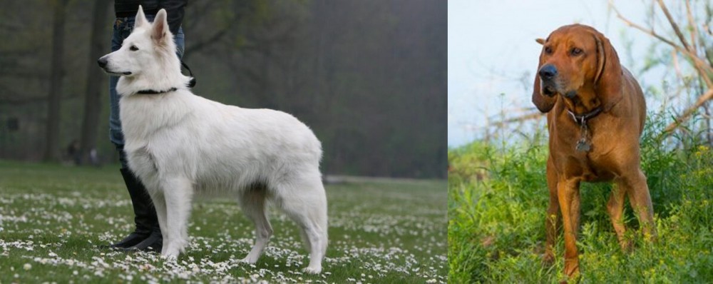 Redbone Coonhound vs Berger Blanc Suisse - Breed Comparison