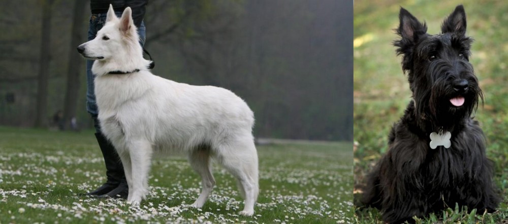Scoland Terrier vs Berger Blanc Suisse - Breed Comparison