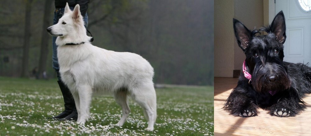 Scottish Terrier vs Berger Blanc Suisse - Breed Comparison