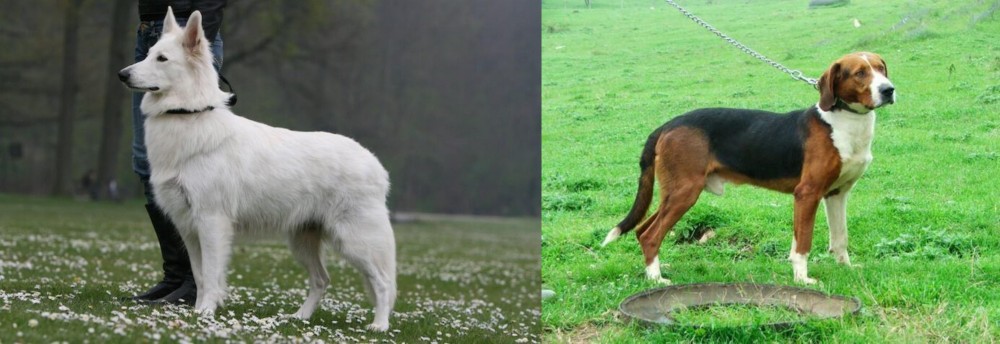 Serbian Tricolour Hound vs Berger Blanc Suisse - Breed Comparison