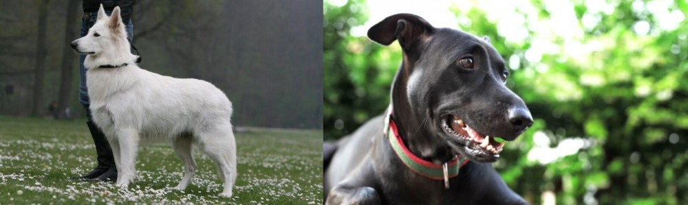 Shepard Labrador vs Berger Blanc Suisse - Breed Comparison