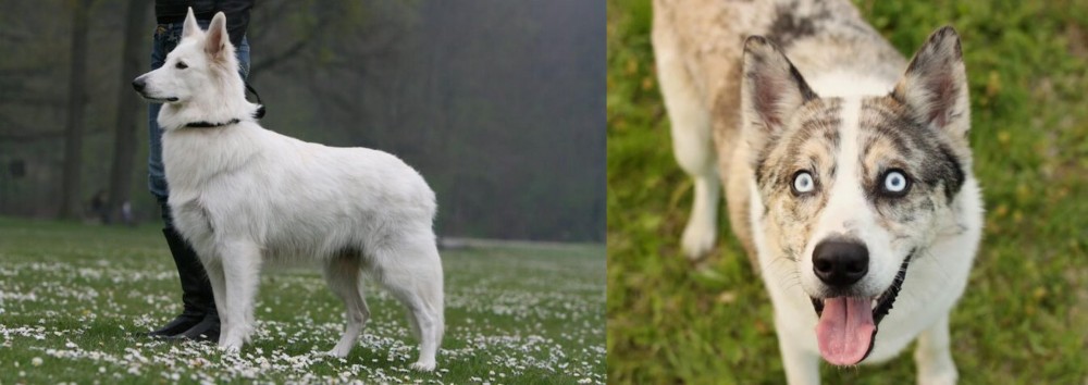 Shepherd Husky vs Berger Blanc Suisse - Breed Comparison