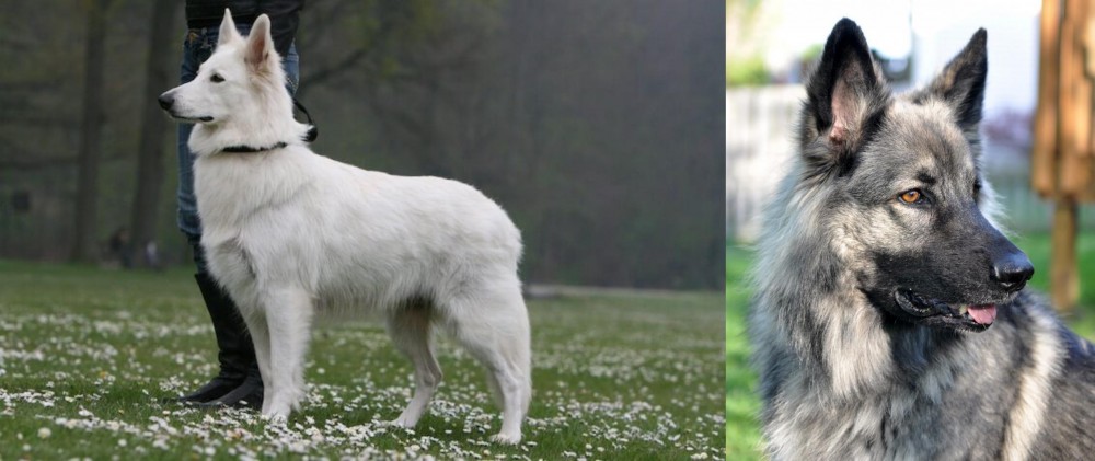 Shiloh Shepherd vs Berger Blanc Suisse - Breed Comparison
