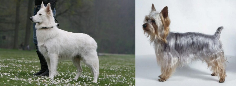 Silky Terrier vs Berger Blanc Suisse - Breed Comparison