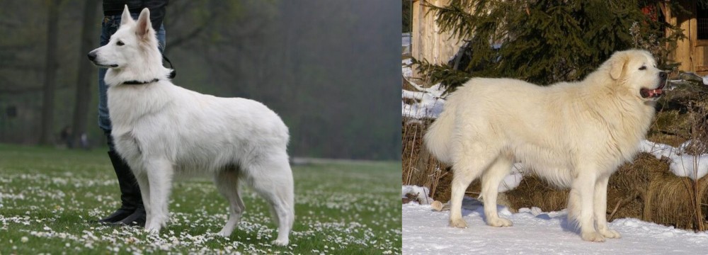 Slovak Cuvac vs Berger Blanc Suisse - Breed Comparison
