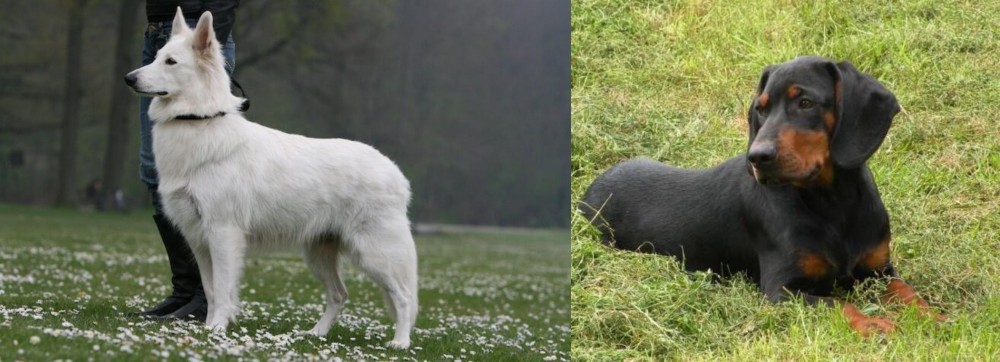 Slovakian Hound vs Berger Blanc Suisse - Breed Comparison