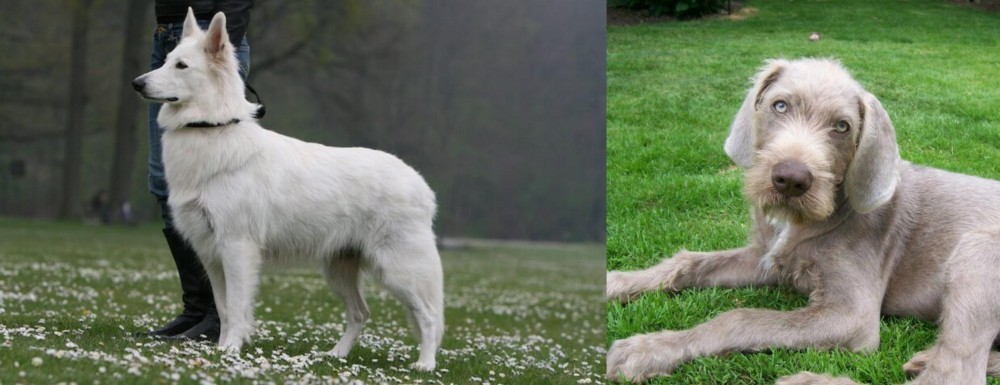Slovakian Rough Haired Pointer vs Berger Blanc Suisse - Breed Comparison