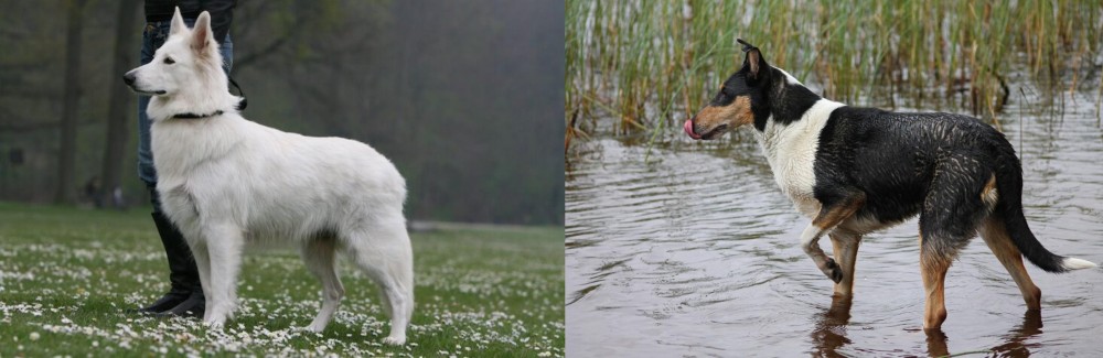 Smooth Collie vs Berger Blanc Suisse - Breed Comparison