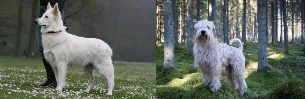 Soft-Coated Wheaten Terrier vs Berger Blanc Suisse - Breed Comparison