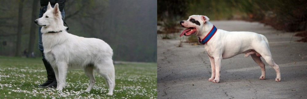 Staffordshire Bull Terrier vs Berger Blanc Suisse - Breed Comparison