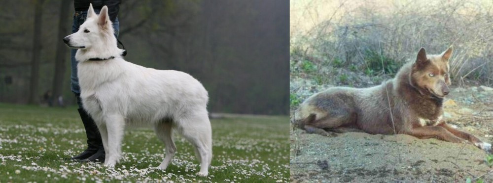 Tahltan Bear Dog vs Berger Blanc Suisse - Breed Comparison
