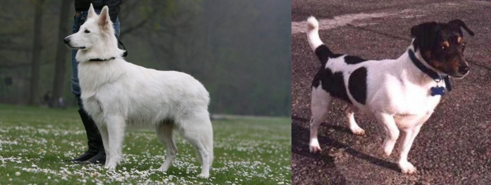 Teddy Roosevelt Terrier vs Berger Blanc Suisse - Breed Comparison