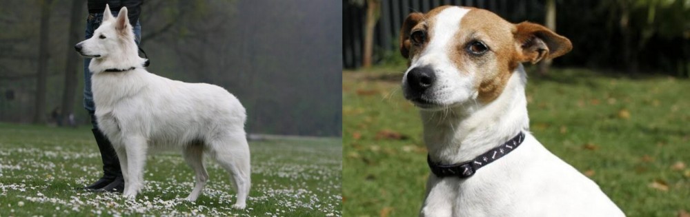 Tenterfield Terrier vs Berger Blanc Suisse - Breed Comparison