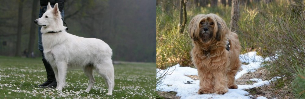 Tibetan Terrier vs Berger Blanc Suisse - Breed Comparison