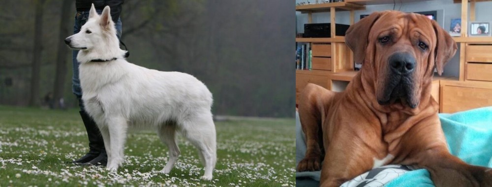 Tosa vs Berger Blanc Suisse - Breed Comparison