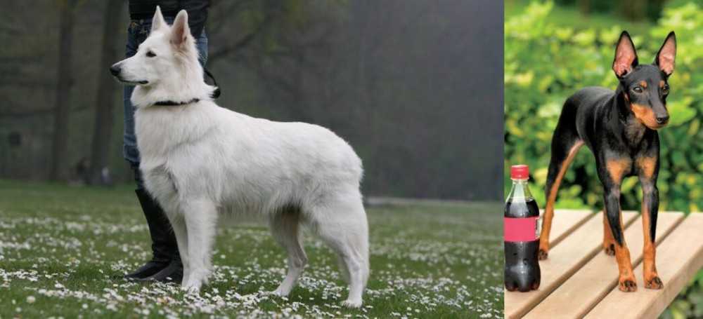 Toy Manchester Terrier vs Berger Blanc Suisse - Breed Comparison