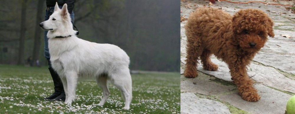 Toy Poodle vs Berger Blanc Suisse - Breed Comparison