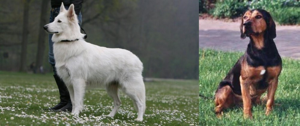 Tyrolean Hound vs Berger Blanc Suisse - Breed Comparison
