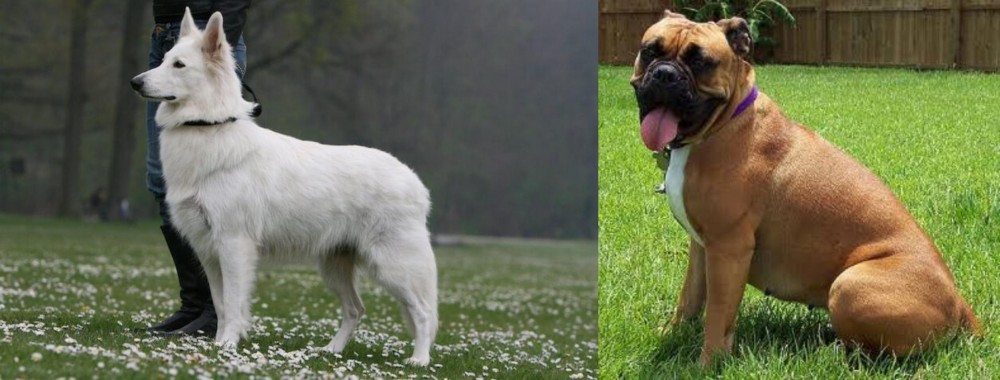 Valley Bulldog vs Berger Blanc Suisse - Breed Comparison