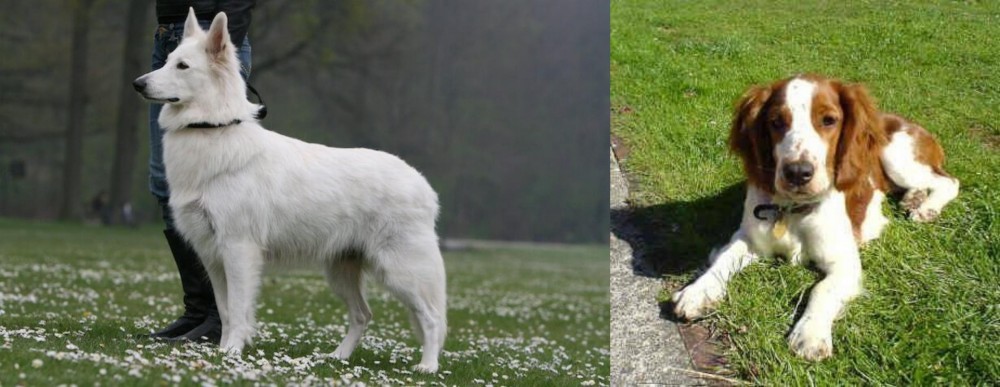 Welsh Springer Spaniel vs Berger Blanc Suisse - Breed Comparison