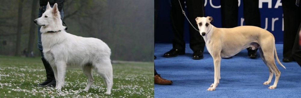 Whippet vs Berger Blanc Suisse - Breed Comparison