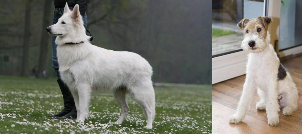 Wire Fox Terrier vs Berger Blanc Suisse - Breed Comparison