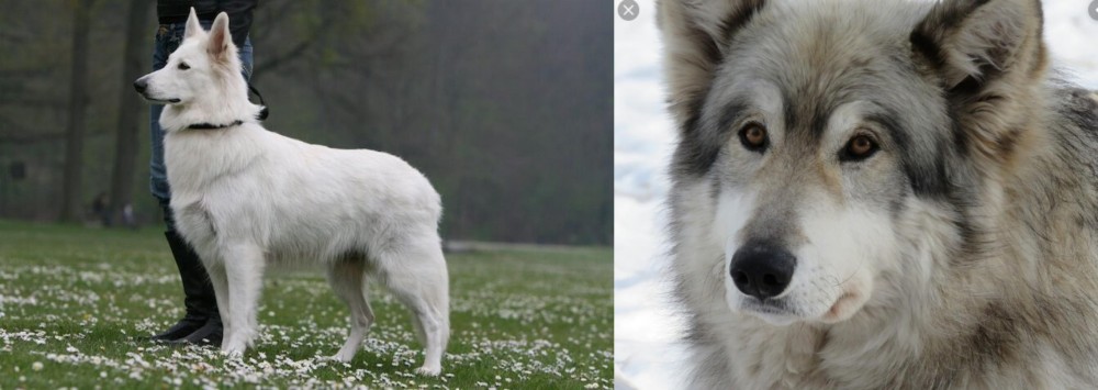 Wolfdog vs Berger Blanc Suisse - Breed Comparison