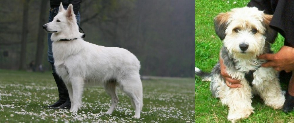 Yo-Chon vs Berger Blanc Suisse - Breed Comparison