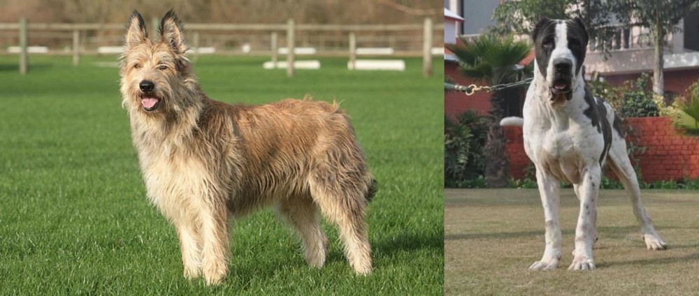 Alangu Mastiff vs Berger Picard - Breed Comparison