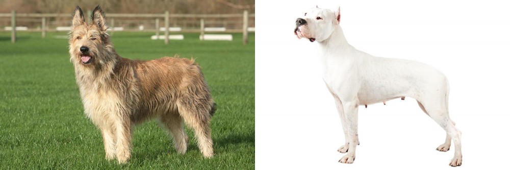 Argentine Dogo vs Berger Picard - Breed Comparison