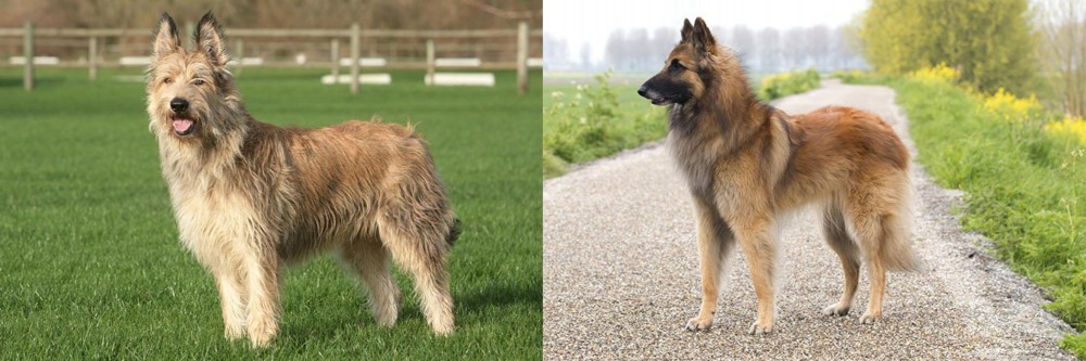 Belgian Shepherd Dog (Tervuren) vs Berger Picard - Breed Comparison