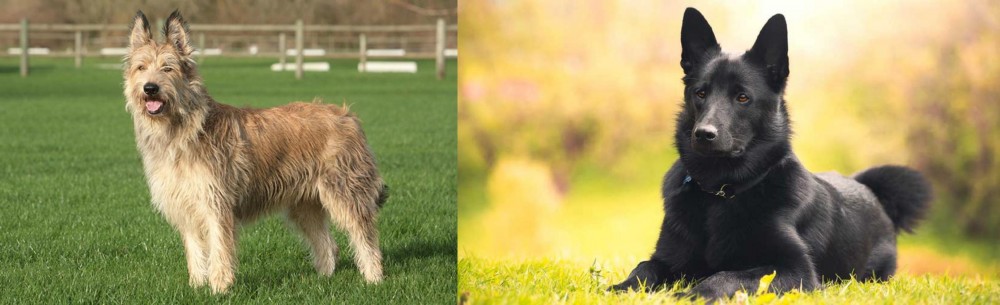 Black Norwegian Elkhound vs Berger Picard - Breed Comparison