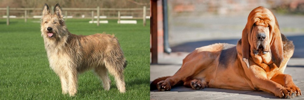 Bloodhound vs Berger Picard - Breed Comparison