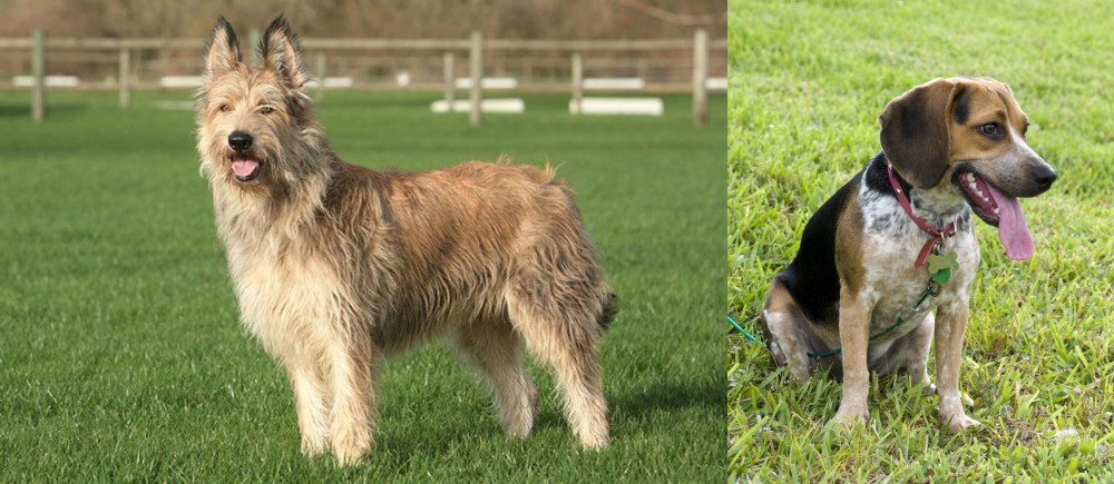 Bluetick Beagle vs Berger Picard - Breed Comparison