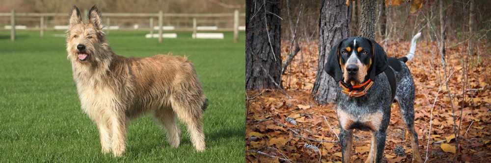 Bluetick Coonhound vs Berger Picard - Breed Comparison