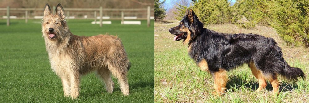 Bohemian Shepherd vs Berger Picard - Breed Comparison