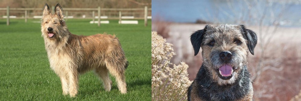 Border Terrier vs Berger Picard - Breed Comparison