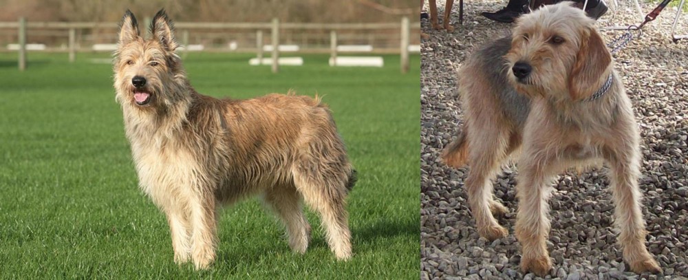 Bosnian Coarse-Haired Hound vs Berger Picard - Breed Comparison