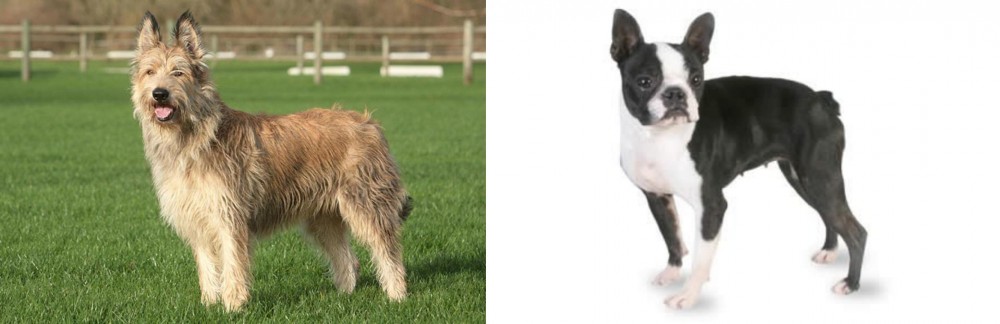 Boston Terrier vs Berger Picard - Breed Comparison