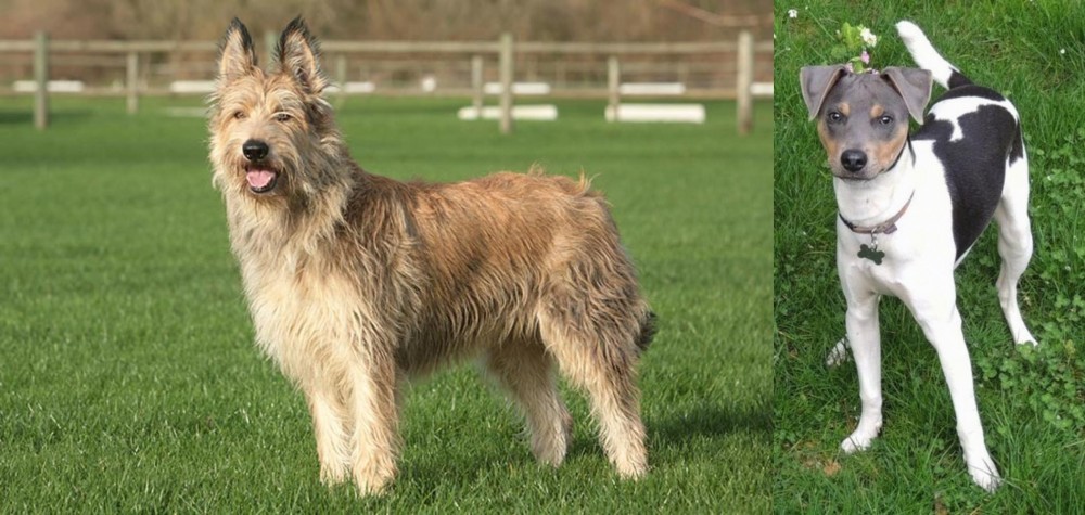 Brazilian Terrier vs Berger Picard - Breed Comparison