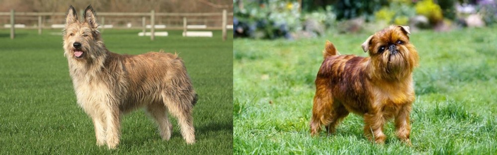 Brussels Griffon vs Berger Picard - Breed Comparison