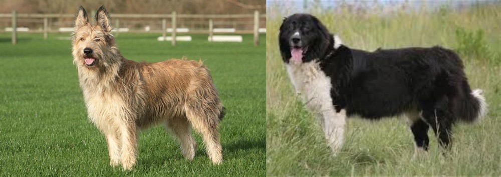 Bulgarian Shepherd vs Berger Picard - Breed Comparison