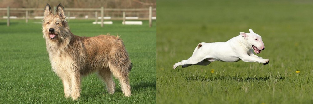 Bull Terrier vs Berger Picard - Breed Comparison